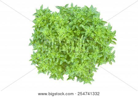 Greek Basil (minimum Basilicum) Isolated On White Background