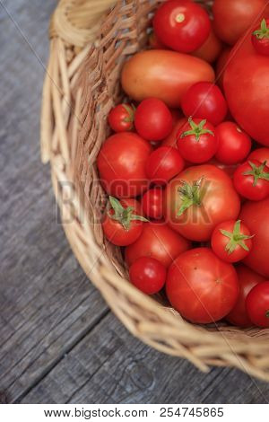 Tomatoes In A Basket On A Wooden Background. Autumn Harvest. Harvesting In Summer And Autumn. Homema