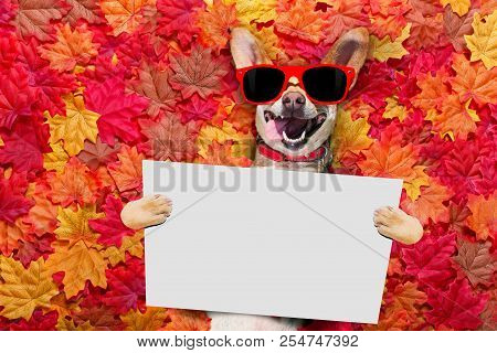 Chihuahua  Dog , Lying On The Ground Full Of Fall Autumn Leaves, Looking At You  With A Smile,   Lyi