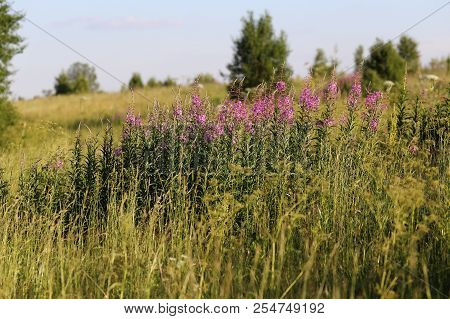 Flowering Of Tea Willow In The Field. Russia, The Moscow Region.