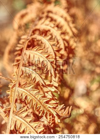 Dry Orange Stalk Of Fern. Extreme Hot In Forest Without Any Rain. Extreme Weather.