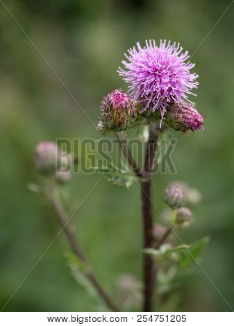 Pink Thorny Thistle Flower With Shinning Rain Drops.  Pink Spikyblossom Of Pink Flower On A Green Ba