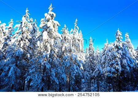 Winter scene of snowy forest pine trees with shunshine and blue sky