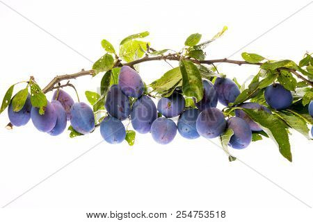 The Branch With Ripe Plums And Leaves Isolated On White