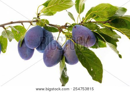 The Branch With Ripe Plums And Leaves Isolated On White