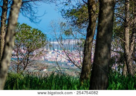 Day In The Forest Over Sea