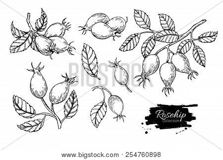 Rosehip Vector Drawing. Isolated Berry Branch Sketch On White Ba