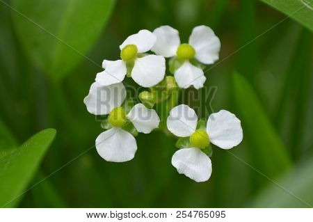 Female Bulltongue Arrowhead Flower, Sagittaria Sp., Central Of Thailand