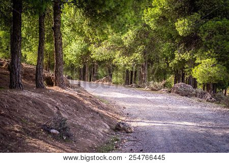 Day In The Forest