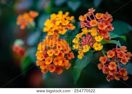 Beautiful Of Spanish Flag (lantana Camara Or Phakakrong ) With Orange Color. It Is A Species Of Flow