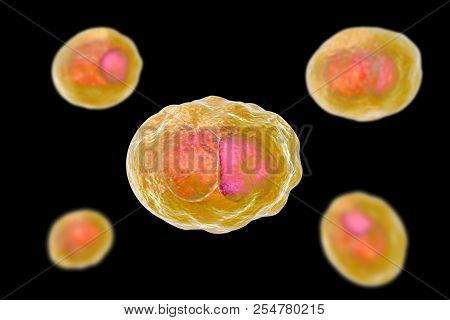 Chlamydia Trachomatis Bacteria, 3d Illustration Showing Reticulate Bodies Of Chlamydia Forming Intra