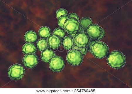 Chlamydia Trachomatis Bacteria, 3d Illustration, The Causative Agent Of Chlamydiosis