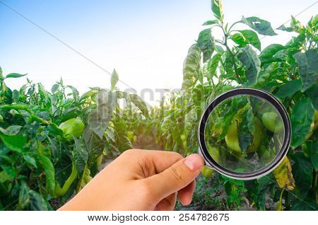 Pepper Disease Is Caused By The Phytophthora Infestans Virus. Agriculture, Farming, Crops. Disease O