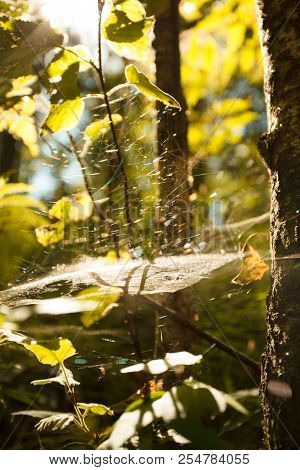 Colors Of Autumn, Wood With Spider Web. Nature Background. Spider Web On A Tree Branches, Yellow Lea