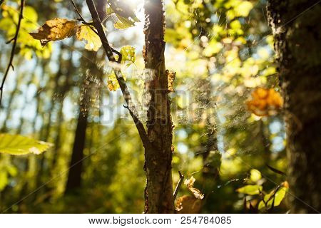 Colors Of Autumn, Wood With Spider Web. Nature Background. Spider Web On A Tree Branches, Yellow Lea