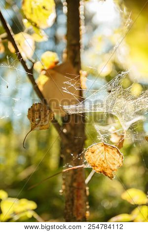 Colors Of Autumn, Wood With Spider Web. Nature Background. Spider Web On A Tree Branches, Yellow Lea
