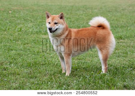 Red Shiba Inu Is Standing On A Green Meadow. Pet Animals.