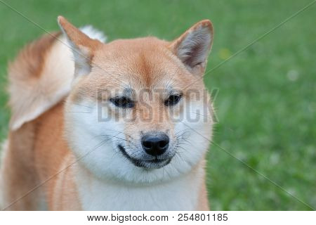 Cute Red Shiba Inu Is Looking At The Camera. Pet Animals.