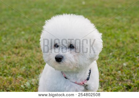 Cute Bichon Frise Is Sitting On A Spring Meadow. Close Up. Purebred Dog.