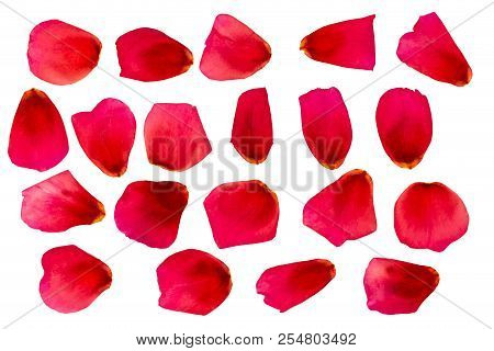 A Set Of Rose Petals. Petal. Red Rose. Set Of Blades For The Design. Isolate On White.