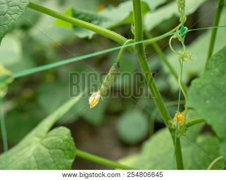 Small Cucumber Growing On Green Cucumber Leaves In The Garden, Close Up View. Open Ground Growing At