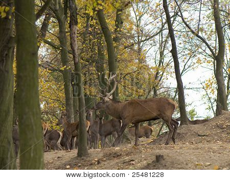Cervus Elaphus