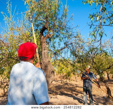 Almond Harvest Time