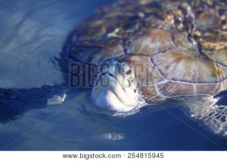 Mexico Yucatan Cancun Waterturtle