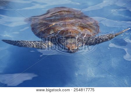 Mexico Yucatan Cancun Waterturtle