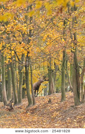 Cervus Elaphus