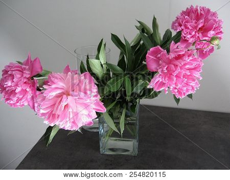 Beautiful Peonies In A Vase, Vintage Close Up Shot
