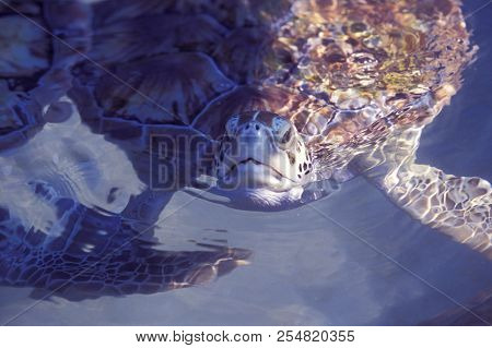 Mexico Yucatan Cancun Waterturtle