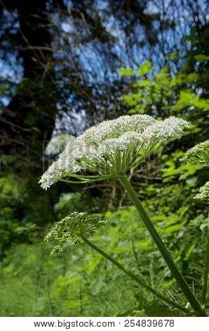Sunlit Flower Umbel Of Cow Parsnip Growing In A Clearing Near Sombrio Beach, Vancouver Island, Briti