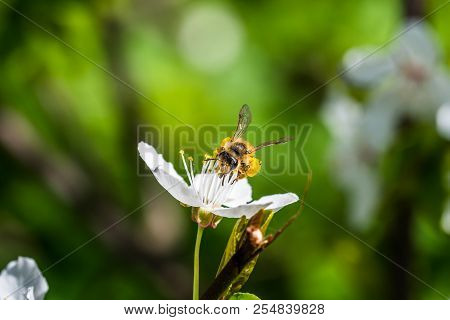 A Hard Working European Honey Bee Pollinating A Flowers In A Spring