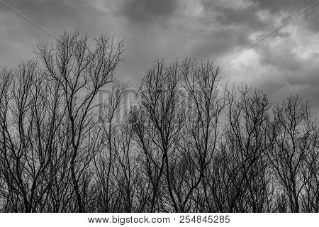 Silhouette Dead Tree  On Dark Dramatic Grey Sky And Clouds Background For  Scary, Death, And Peace C