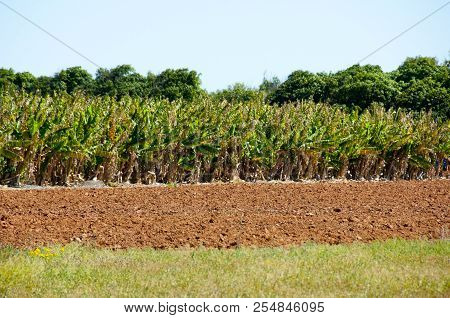 Banana Plantation - Carnarvon - Western Australia