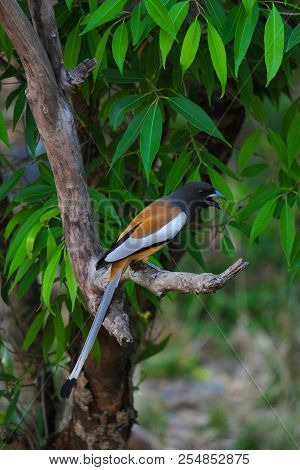 Rufous Treepie, Dendrocitta Vagabunda, Ranthambhore Tiger Reserve, Rajasthan, India