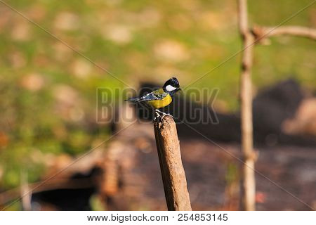 Green-backed Tit, Parus Monticolus, Sattal, Uttarakhand, India