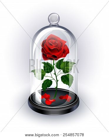 Red, Eternal Rose Under Sparkling Crystal Dome On White Background.