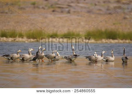 Bar Headed Geese, Anser Indicus, Chambal River, Rajasthan, India