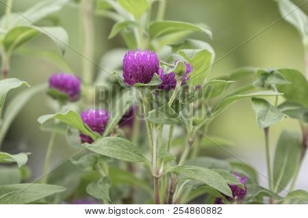 Gomphrena In Bloom In The Garden