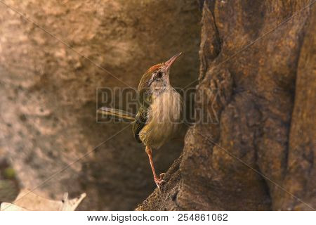 Tailor Bird, Orthotomus Sutorius, Tipeshwar Wildlife Sanctuary, Maharashtra