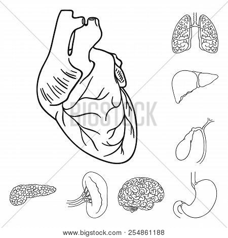 Human Organs Outline Icons In Set Collection For Design. Anatomy And Internal Organs Vector Symbol S
