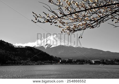 Black And White View Of Mount Fuji With Bloomed Cherry Tree
