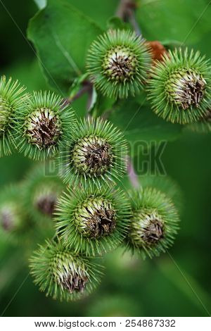 Buds Of The Great Burdock Arctium Lappa In Summer