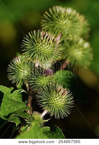 Buds Of The Great Burdock Arctium Lappa In Summer