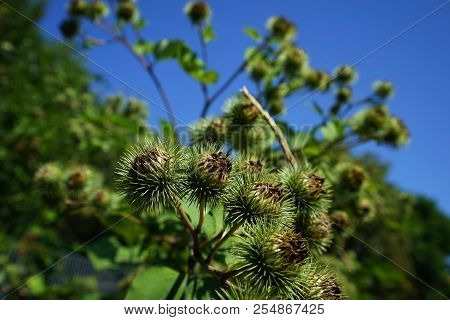 Buds Of The Great Burdock Arctium Lappa In Summer