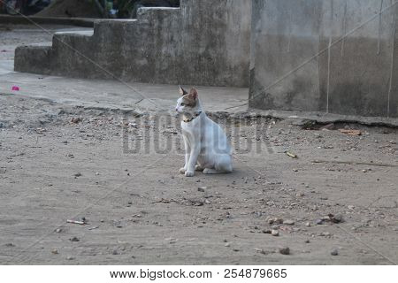 cats sit resting while waiting for prey