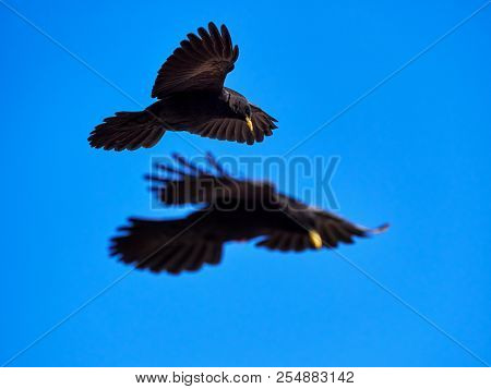 The Alpine chough or yellow-billed chough (Pyrrhocorax graculus) flying