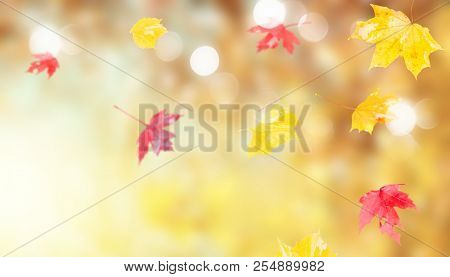 Fresh Red And Yellow Fall Foliage Background With Sunshine Banner And Copy Space
